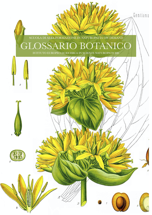 glossario botanico